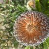 3 banksia serrata