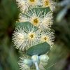 3 eucalyptus pulverulenta