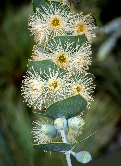 3 eucalyptus pulverulenta