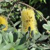 4 banksia integrifolia prostrate ‘roller coaster