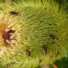4 banksia serrata