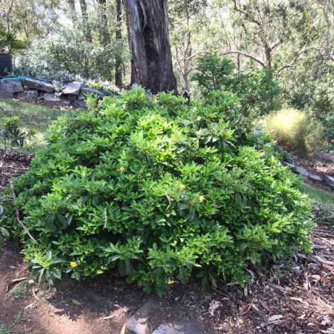 4 hymenosporum flavum ‘gold nugget