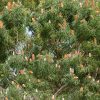 59290837 big acorn banksia tree banksia prionotes full of inflorescence flower spikes in white yellow orange