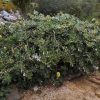 5 banksia integrifolia prostrate ‘roller coaster