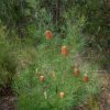 5 banksia occidentalis