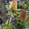 5 banksia serrata