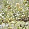 8 banksia serrata