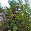 9 banksia serrata