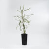 Banksia Occidentalis