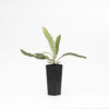 Banksia Prionotes