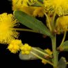 acacia acinacea gold dust wattle 1