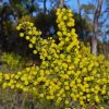 acacia acinacea gold dust wattle 2