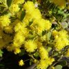 acacia acinacea gold dust wattle 3