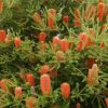 banksia ericifolia banksia birdsong 2