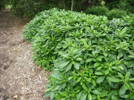 hymenosporum flavum native frangipani gold nugget 2