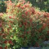 1 callistemon viminalis ‘cv01 slim™