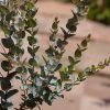 1 eucalyptus latens ‘moon lagoon