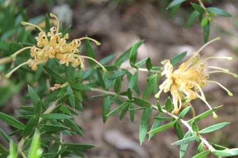 1 grevillea hybrid ‘gold fever