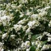 1 hardenbergia violanceae ‘snow white