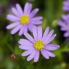 2 brachyscome ‘mauve delight