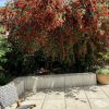 2 callistemon viminalis ‘cv01 slim™