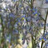 2 dianella caerulea ‘dbb03 cassa blue®