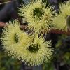 2 eucalyptus preissiana