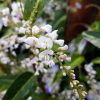 2 hardenbergia violanceae ‘snow white