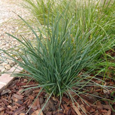 2 savanna blue