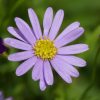3 brachyscome ‘mauve delight