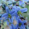 3 dianella caerulea ‘dbb03 cassa blue®