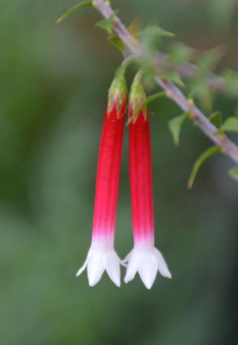 3 epacris longiflora x reclinata ‘pan pipes