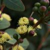 3 eucalyptus preissiana