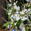 3 hardenbergia violanceae ‘snow white