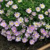 4 brachyscome ‘mauve delight