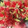 4 callistemon viminalis ‘cv01 slim™