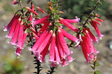 4 epacris longiflora x reclinata ‘pan pipes