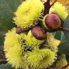4 eucalyptus preissiana
