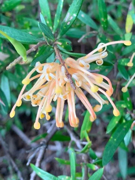 4 grevillea hybrid ‘gold fever
