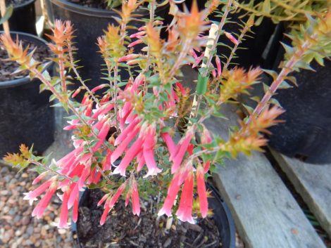 5 epacris longiflora x reclinata fuchsia heath pan pipes 1