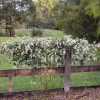 5 hardenbergia violanceae ‘snow white