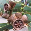 6 eucalyptus preissiana