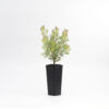Adenanthos Cunninghamii Prostrate