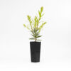Callistemon Slim CV01PBR