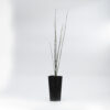 Grass Tree Xanthorrhoea glauca