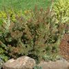 adenanthos cunninghamii prostrate 1