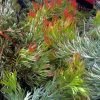 adenanthos cunninghamii prostrate 2