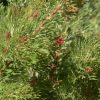 adenanthos cunninghamii prostrate 3