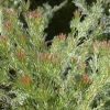 adenanthos cunninghamii prostrate 4
