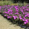 carpobrotus rossii 4